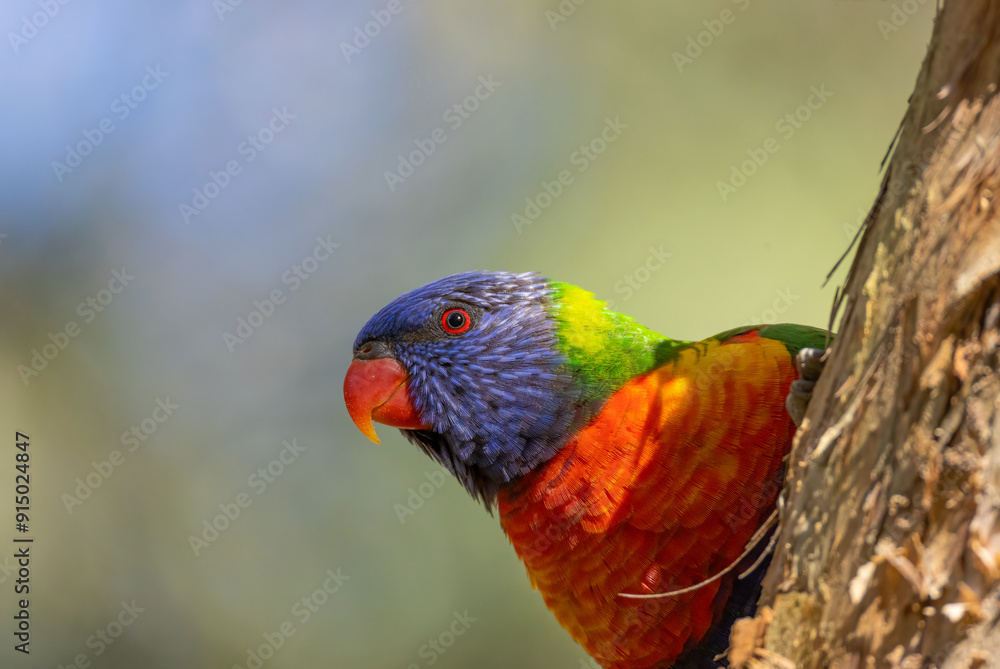 Naklejka premium A multicolored Rainbow Lorikeet peeps out behind a paperbark tree aka melaleuca or tea tree, against a blurred background in a park in Currumbin on the Gold Coast in Queensland, Australia.