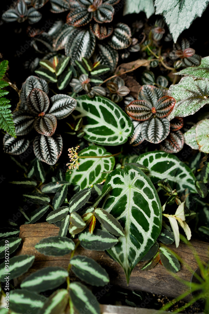 Obraz premium varieties of Anthurium crystallinum leaves, dark green leaves with silver stripes, indoor plants, tropical garden foliage