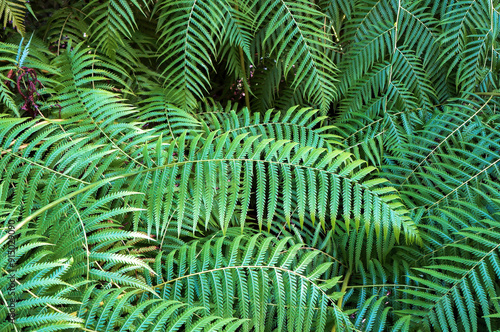 Cibotium Glaucum (Hawaiian tree fern)is Fern in the family Cyatheaceae native to Hawaii. Natural Green Background. 