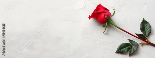  Red rose with green leaves against a white backdrop - text/name space available photo