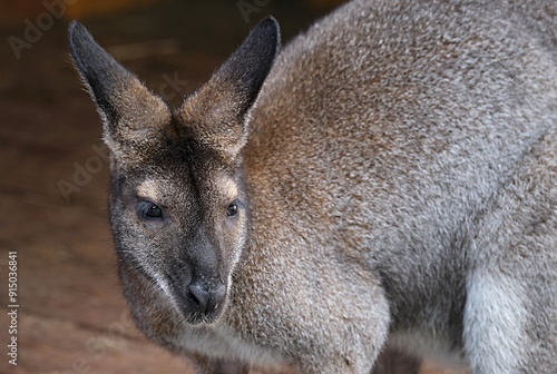 Kangaroo at the zoo looking at the camera. Nizhny Novgorod. Russia