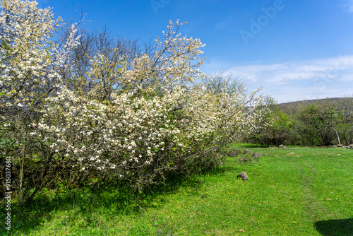 Blooming bushes with white flowers on a grassy meadow. Clear blue sky with clouds photo