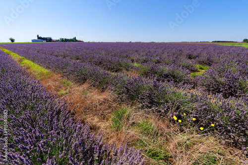 Lavender fields in the French Gâtinais Regional Nature Park