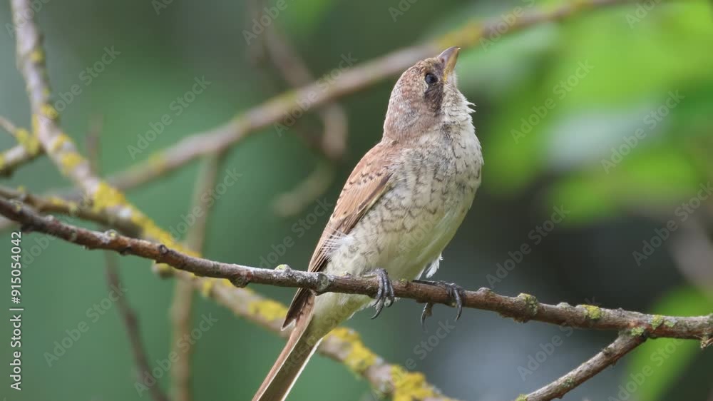 A young red-backed shrike sits on the thin branch and looks toward the camera lens on a summer evening. A young red-backed shrike sits on the thin branch and looks toward the camera lens on a summer evening.