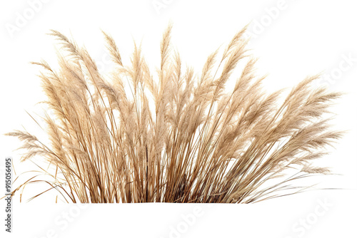 Golden Pampas Grass Swaying Gracefully in the Gentle Breeze During a Sunlit Afternoon on Transparent PNG Background..