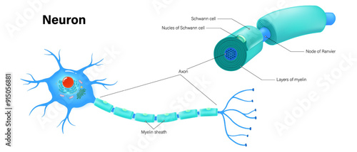 Neuron and components of the Myelin sheath anatomy vector. Cell body, dendrite, Axon, Synapse, myelin sheath, node Ranvier and Schwann cell.
