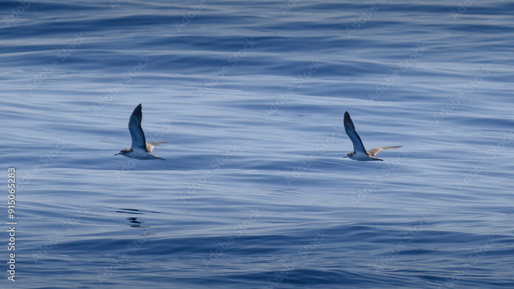 Fototapeta premium streaked shearwater オオミズナギドリ