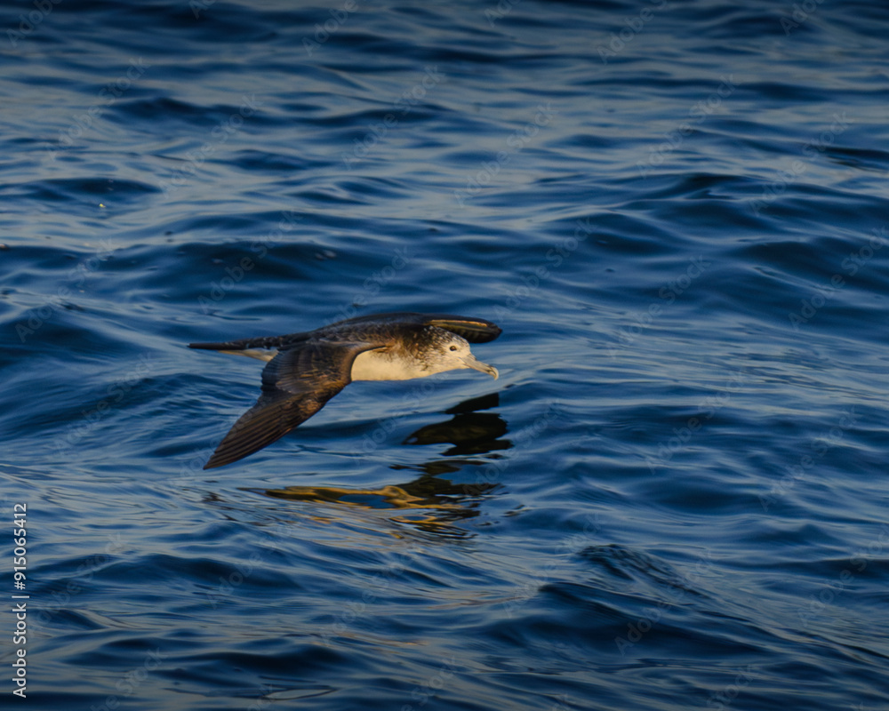 Fototapeta premium streaked shearwater オオミズナギドリ