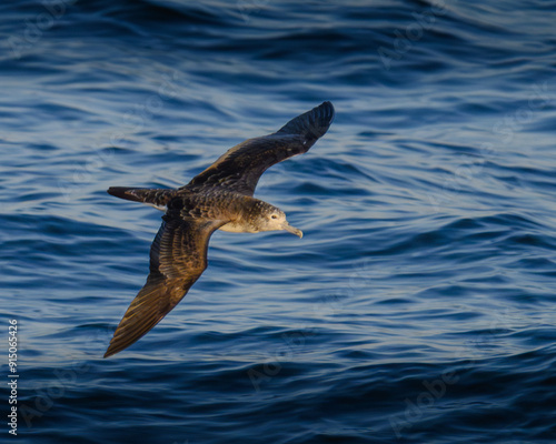 streaked shearwater オオミズナギドリ