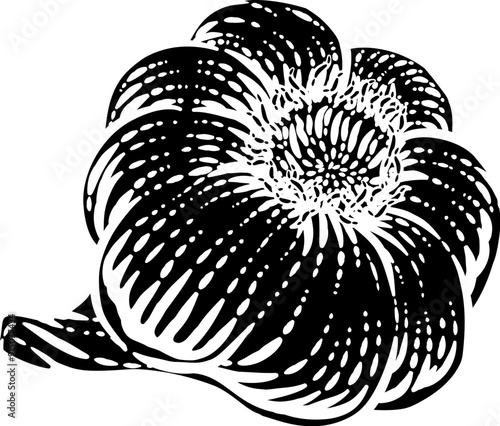 Garlic vegetable illustrati...
