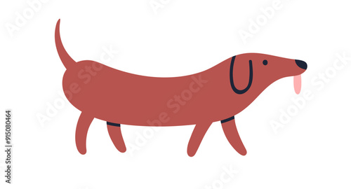Cute funny Dachshund breed. Adorable wiener sausage dog walking. Long doggy s...