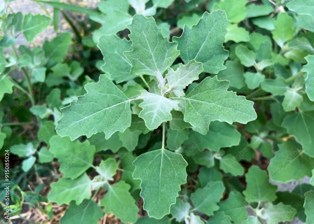 Garden orache growing in the garden Garden orache growing in the garden