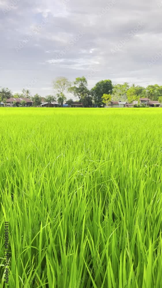 Beautiful green rice fields in spring morning. The beauty of green plants in the rice fields. Asian food plant. Beautiful green rice fields in spring morning. The beauty of green plants in the rice fields. Asian food plant.
