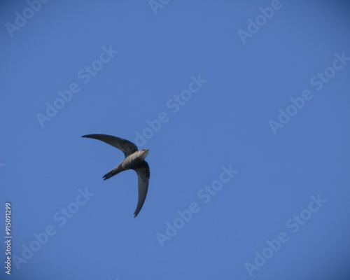 Pacific Swift アマツバメ