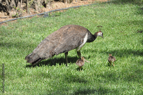 peahen female peacock scient. name Pavo cristatus bird animal photo