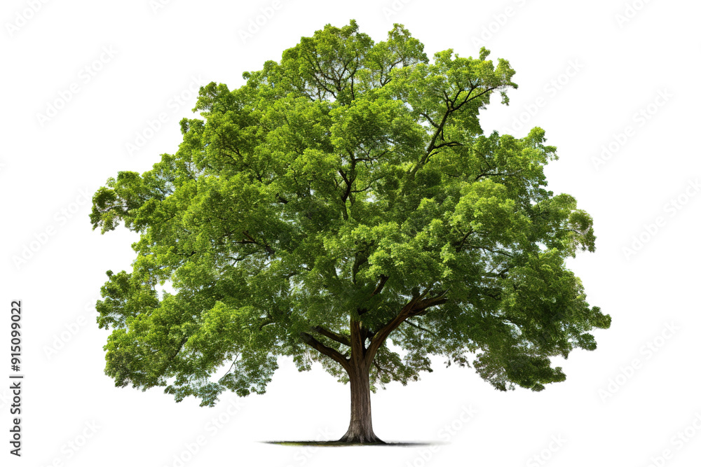 Majestic Green Tree Spreading Its Lush Foliage Under a Bright Sky at Midday on Transparent PNG Background. Majestic Green Tree Spreading Its Lush Foliage Under a Bright Sky at Midday on Transparent PNG Background.