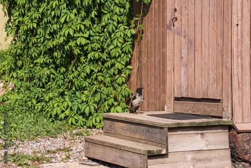 crow fledgling on the porch of a village house photo