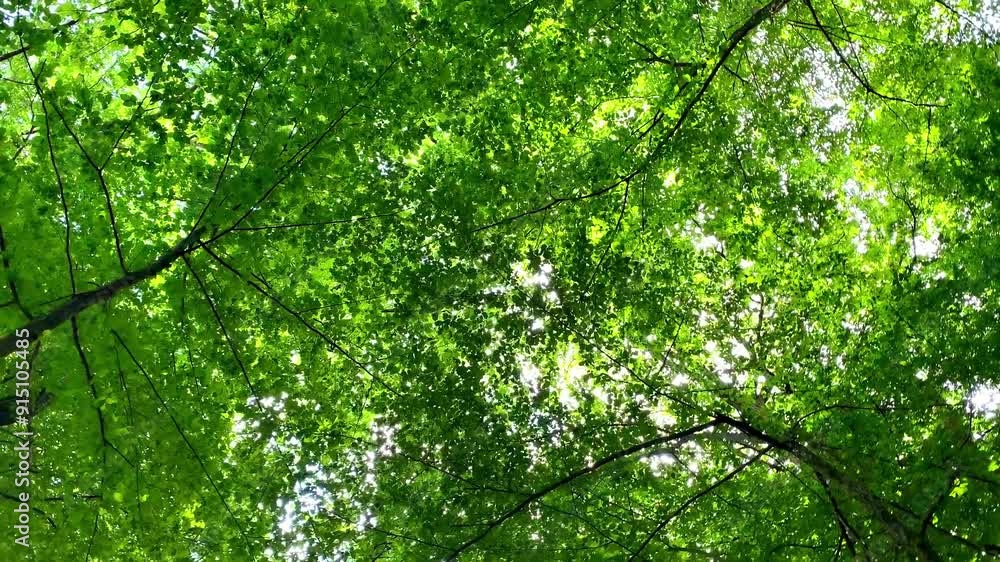Bottom up view of lush green foliage of trees with afternoon sun.Walking through forest with large green branches trees.Summer nature background,4K.camera rotates moving in circle Bottom up view of lush green foliage of trees with afternoon sun.Walking through forest with large green branches trees.Summer nature background,4K.camera rotates moving in circle