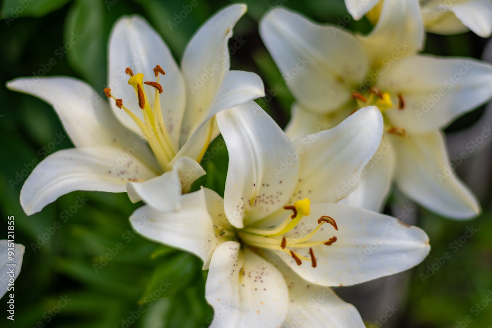 White lilies in the garden. High quality photo. White lilies in the garden. High quality photo.