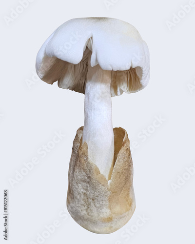 A single fresh straw mushroom isolated against a plain white background