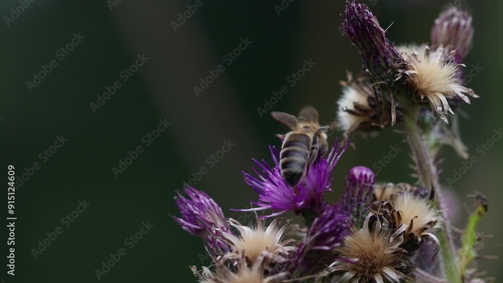 bee on a flower close up 4k 25fps video bee on a flower close up 4k 25fps video
