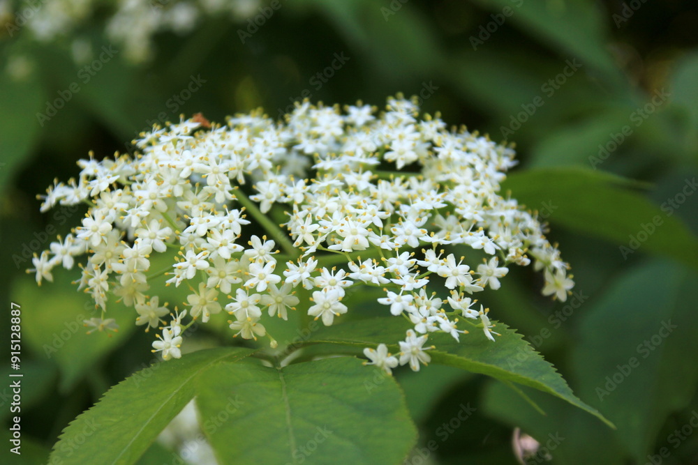 White flowers of black elder, Sambucus nigra in sunny summer day. Elderberry flowers in the garden White flowers of black elder, Sambucus nigra in sunny summer day. Elderberry flowers in the garden