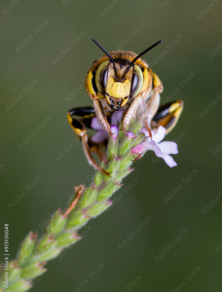 The male of European Wool Carder Bee (Anthidium manicatum) The male of European Wool Carder Bee (Anthidium manicatum)