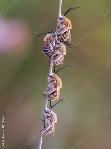 Group of wild bees, (Eucera strigata), sleeping on a twig at sunset.
