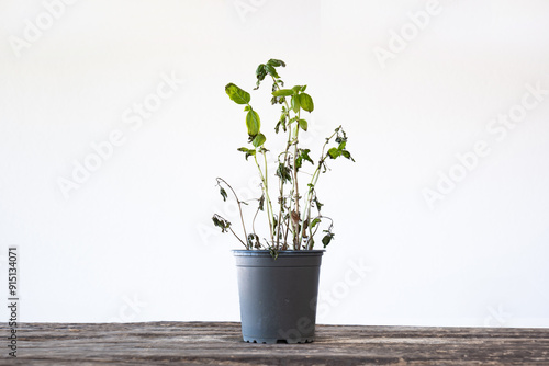 Billede på lærred Dead, withered potted basil plant, isolated against a white background