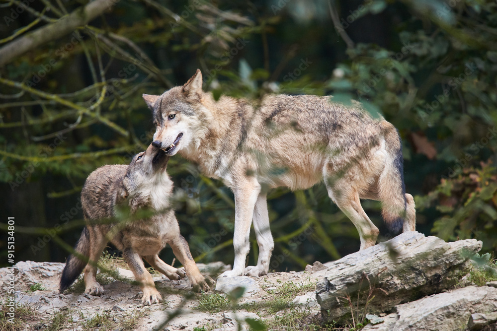 Der Wolf 2 Der Wolf 2