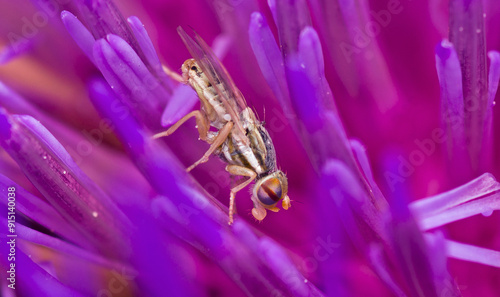 An artichoke fly, Terellia fuscicornis, showing the pretty colors of its eyes
