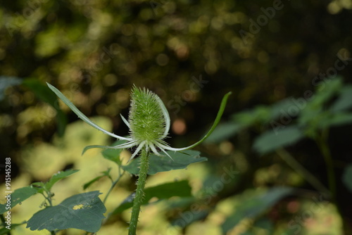 Delicate blossoming flower wild teasel