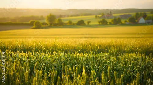 A field of rapeseed stretches out in front