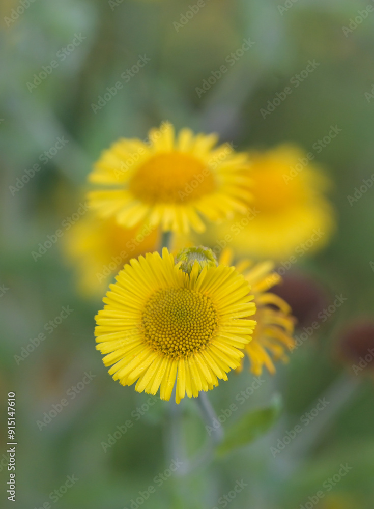 Beautiful close-up of pulicaria dysenterica Beautiful close-up of pulicaria dysenterica