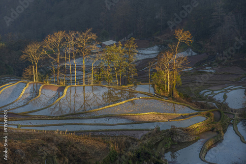 Sprning and morning view of water in terraced rice paddy with trees on the hill at Won Yang of Yunnan Province, China
 photo