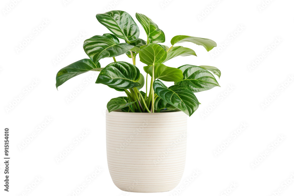Obraz premium A vibrant green potted plant with glossy leaves in a white ceramic pot, perfect for home decor or indoor gardening inspiration.