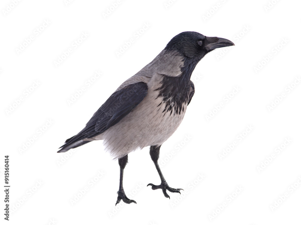 gray crow standing on the snow in winter