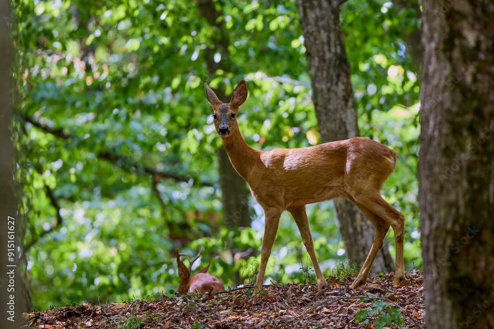 deer in the forest in its natural environment. deer in the forest in its natural environment.