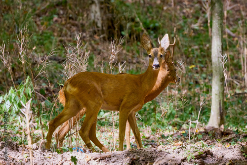 deer in the forest in its natural environment.