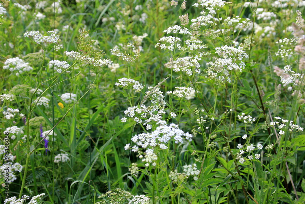 Cow parsley (Anthriscus sylvestris) has also names wild chervil.Field of white flowers in the forest. Nature background. Cow parsley (Anthriscus sylvestris) has also names wild chervil.Field of white flowers in the forest. Nature background.