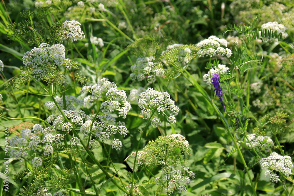 Cow parsley (Anthriscus sylvestris) has also names wild chervil.Field of white flowers in the forest. Nature background. Cow parsley (Anthriscus sylvestris) has also names wild chervil.Field of white flowers in the forest. Nature background.
