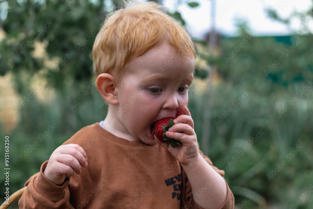 A little red-haired boy is biting red ripe strawberries in the garden. A close plan