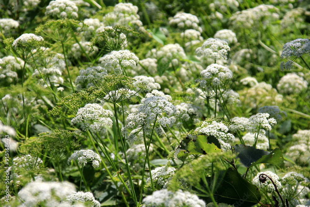 Cow parsley (Anthriscus sylvestris) has also names wild chervil.Field of white flowers in the forest. Nature background. Cow parsley (Anthriscus sylvestris) has also names wild chervil.Field of white flowers in the forest. Nature background.