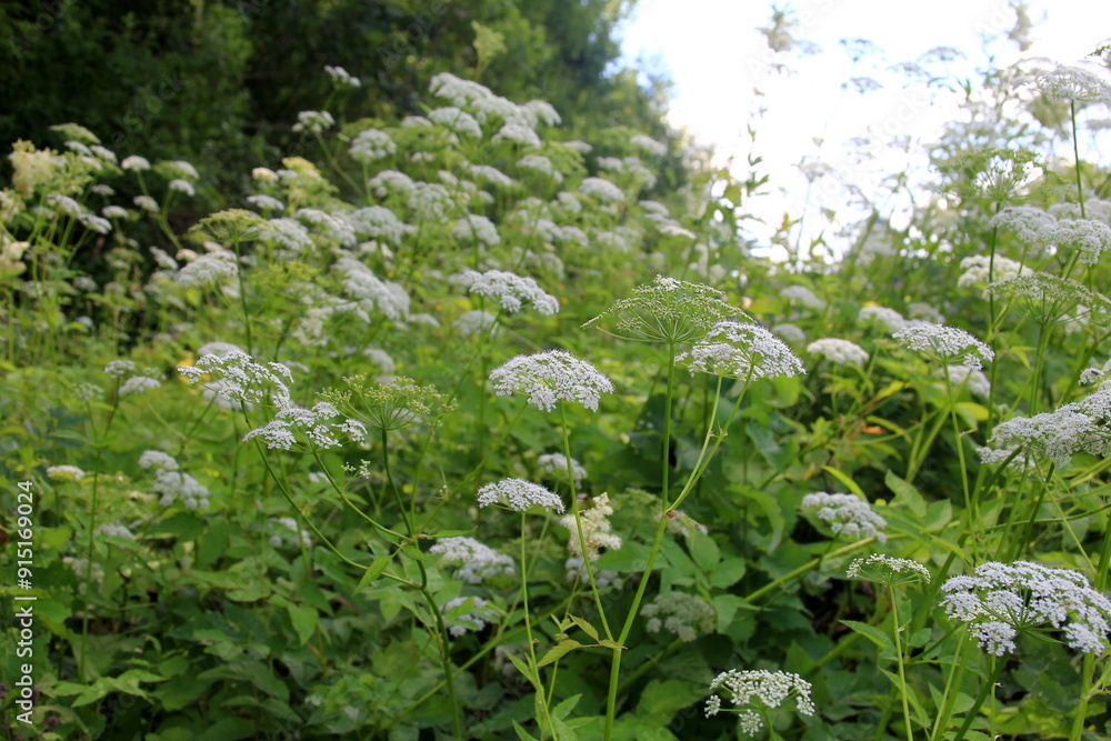 Cow parsley (Anthriscus sylvestris) has also names wild chervil.Field of white flowers in the forest. Nature background. Cow parsley (Anthriscus sylvestris) has also names wild chervil.Field of white flowers in the forest. Nature background.