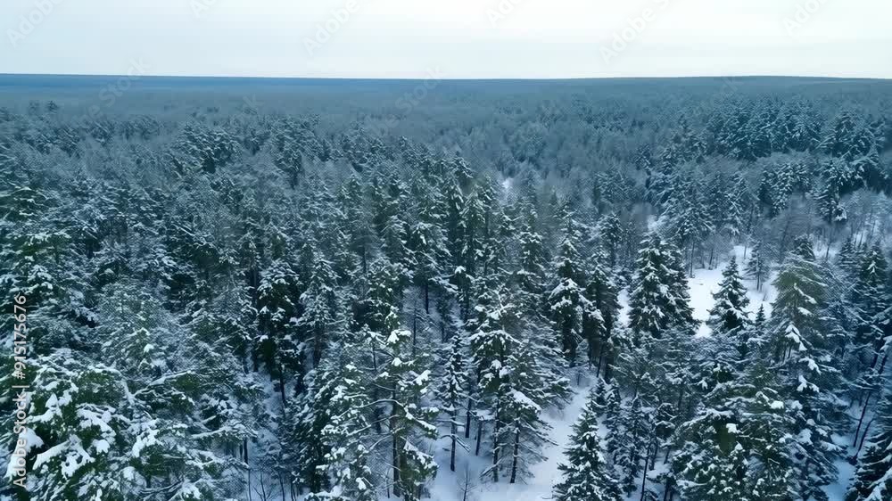 Snow-covered pine forest in winter, aerial view of tranquil landscape Snow-covered pine forest in winter, aerial view of tranquil landscape