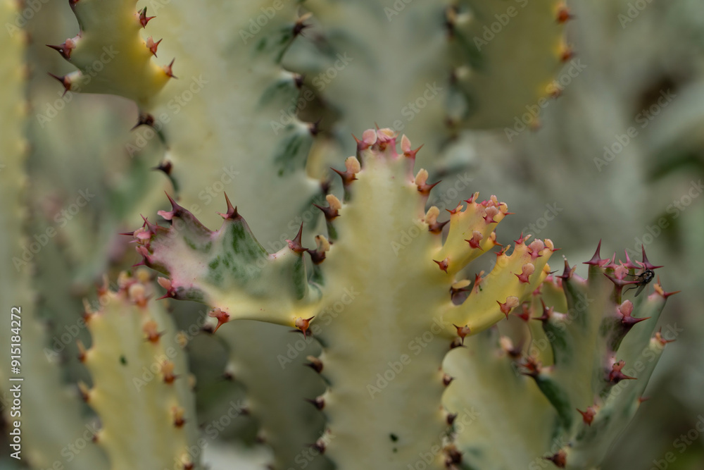 Naklejka premium Large cactus being grown for sale for gardens and architect designs with its unique shapes and patterns