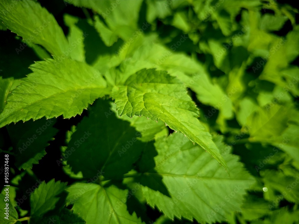 leaves leaves