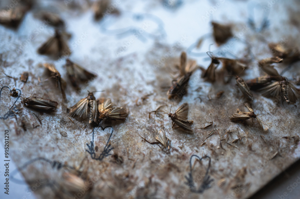 Fototapeta premium gray moth clinging to a sticky surface, close-up view, selective focus. Destruction of moths