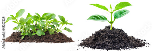 Set of a Young plant growing from soil, isolated on transparent background.