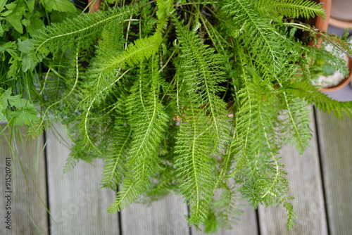 close-up image of potted yarrow plant (Achillea millefolium) leaves on wooden blacony floor photo